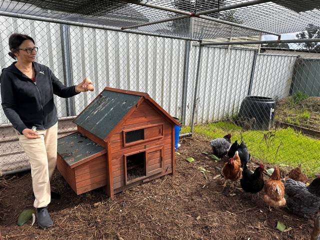 SCC's chicken and sustainability project